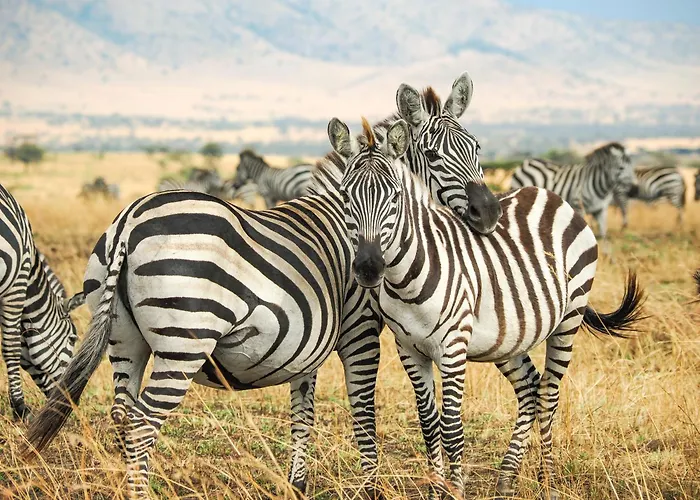 Lake Natron Maasai Giraffe Eco Lodge And Camping