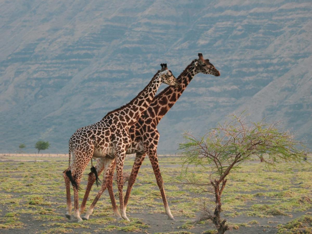Natron Maasai Giraffe Eco And