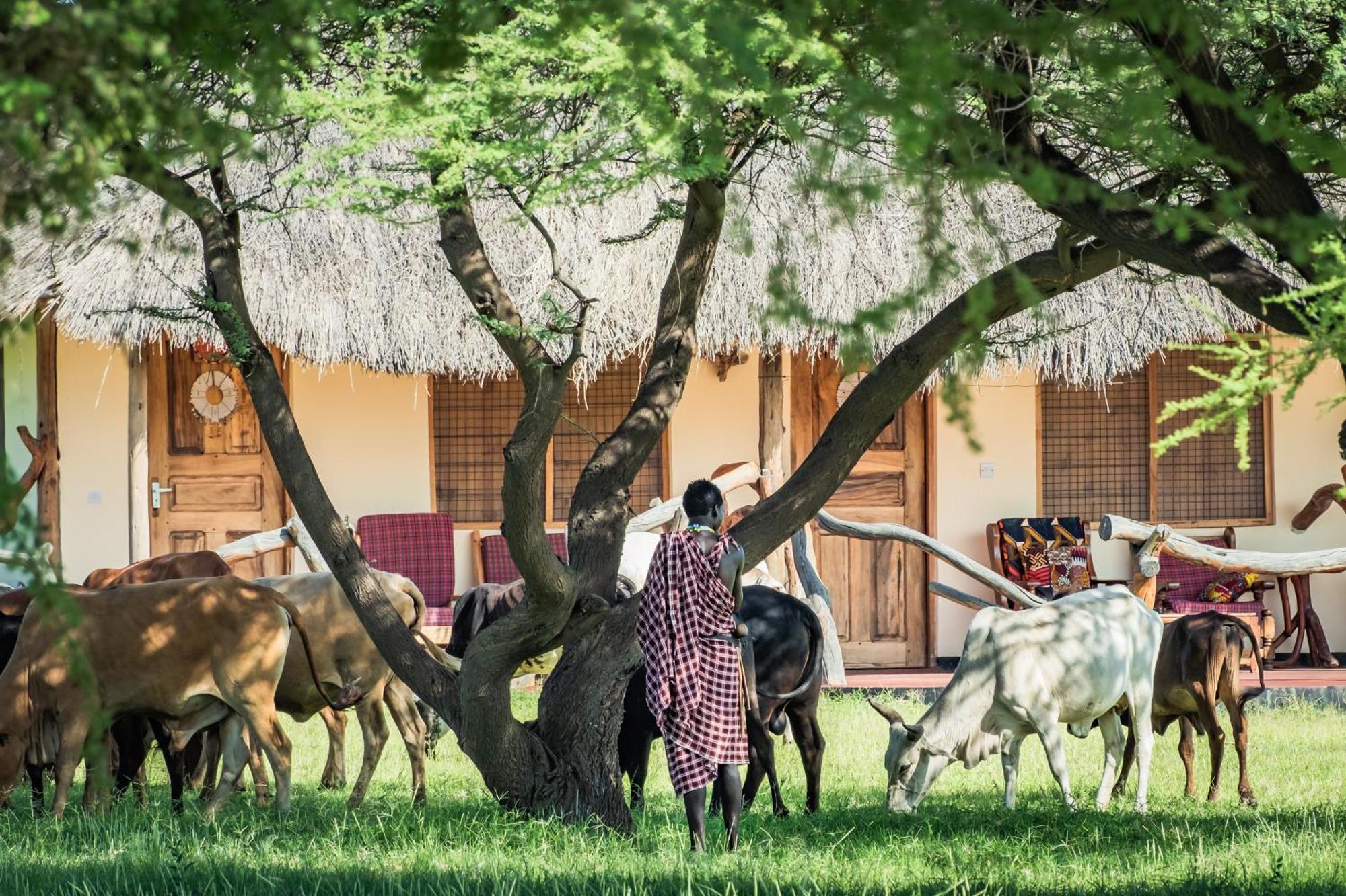 Natron Maasai Giraffe Eco And * Mtowabaga