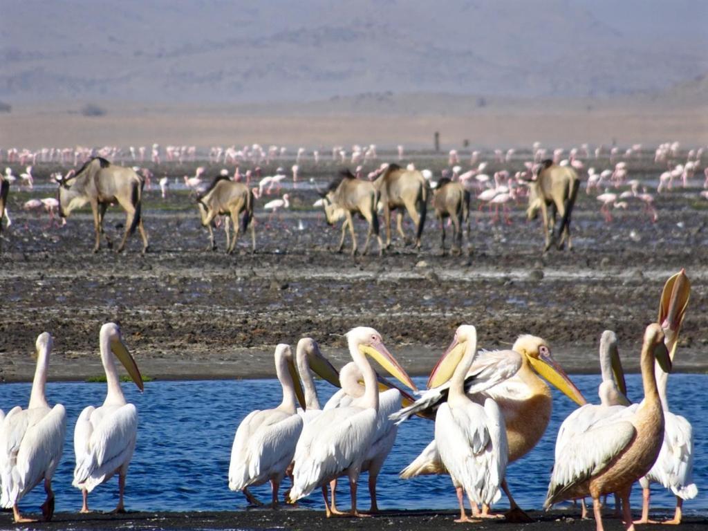 Natron Maasai Giraffe Eco And