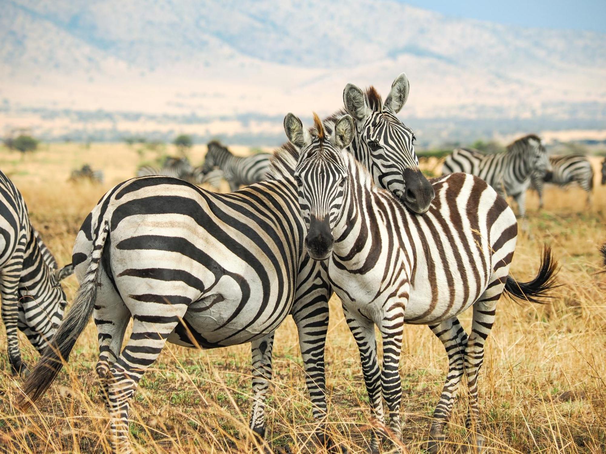 Natron Maasai Giraffe Eco And * Mtowabaga